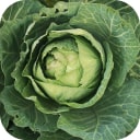 Cabbage